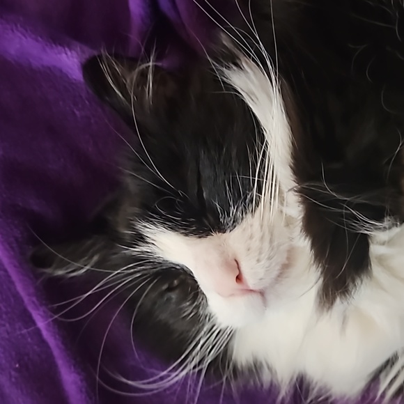 Nap time 💤 - Picture 8 of 8